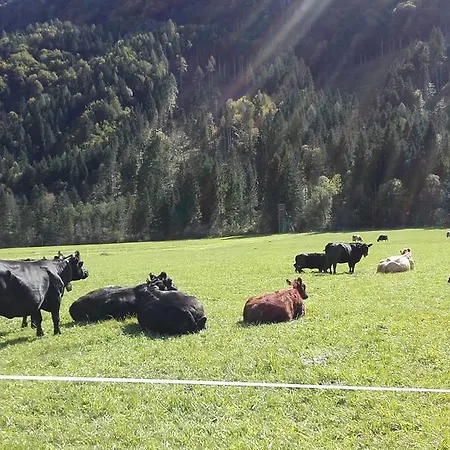 Buche דירה הרמגור